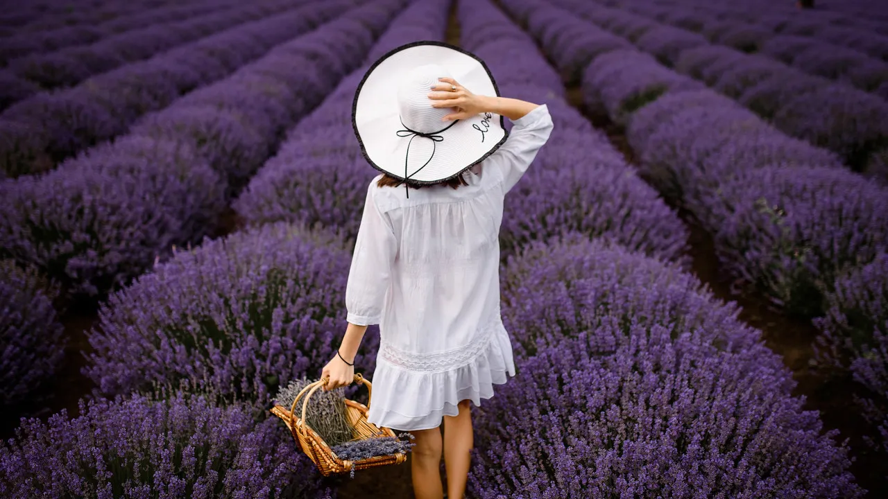 França está em flor! Os melhores locais para ver os campos de lavanda