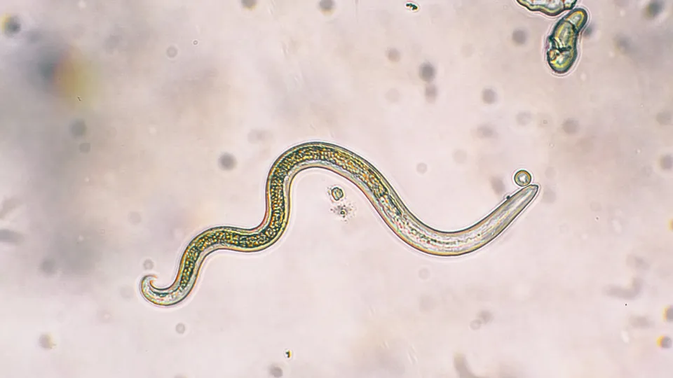 Este verme parasita pode desligar a sua capacidade de sentir dor